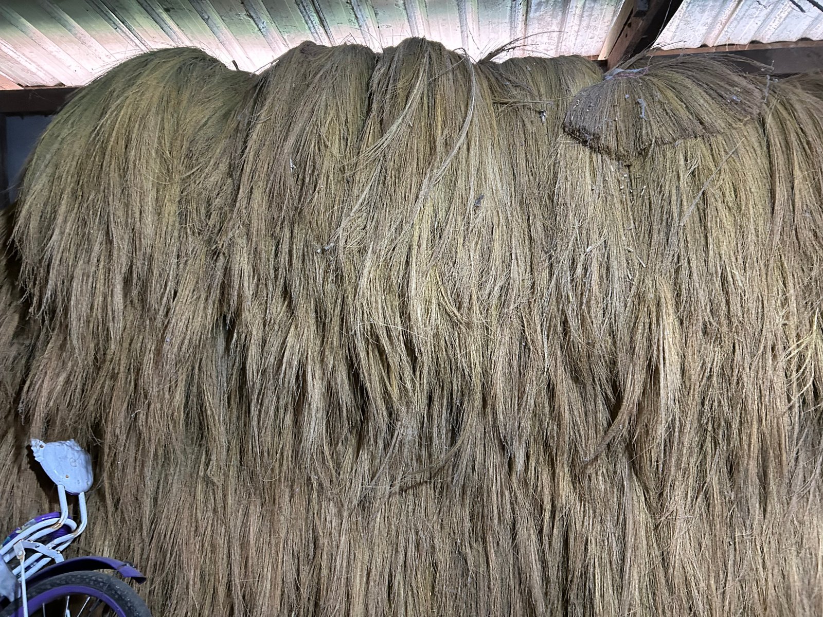Stok bunga gelagah kering